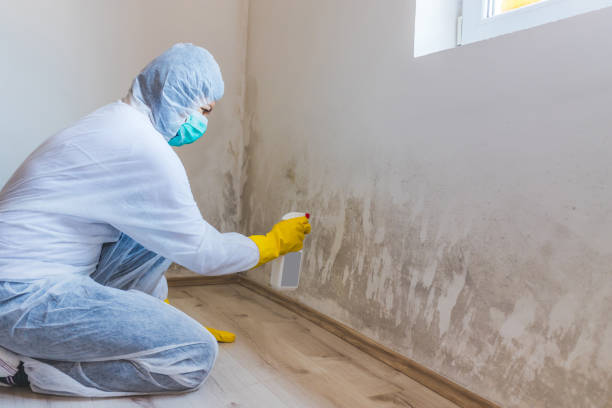 Licensed Attic Mold Remediation service in Lyons, GA - Car Mold Remediation